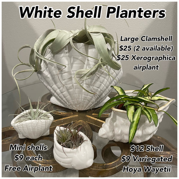 White Shell Planters