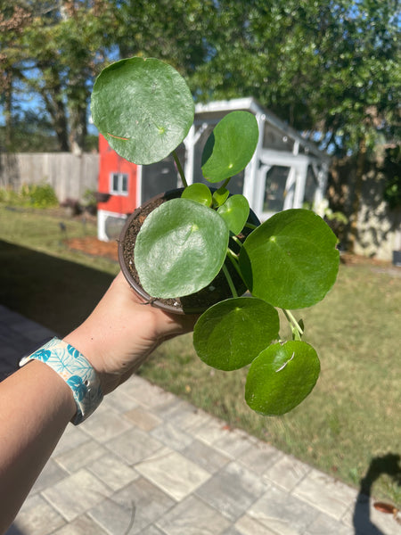 Pilea Peperomiodes -Chinese Money Plant