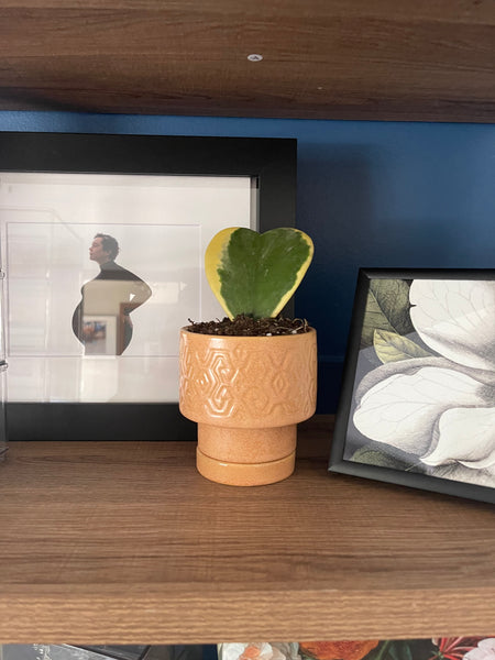 Plant Styling Advice Consultation