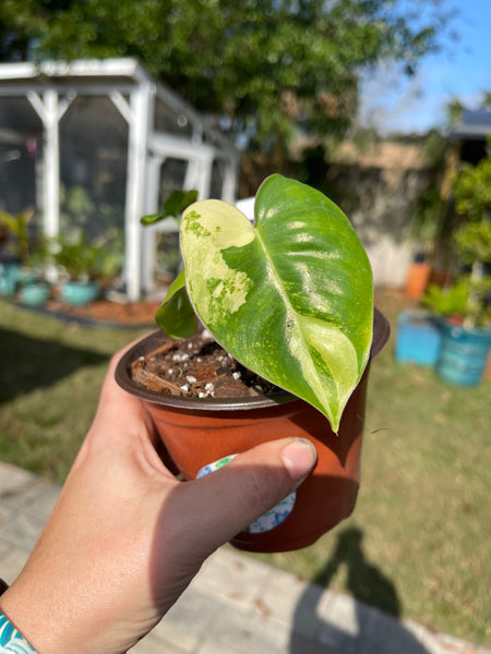 Variegated Burl Marx Philodendron