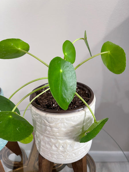 Pilea Peperomiodes -Chinese Money Plant