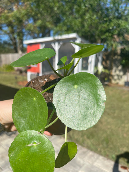 Pilea Peperomiodes -Chinese Money Plant