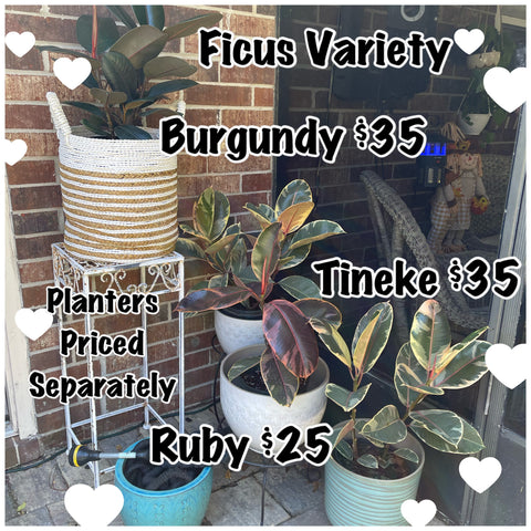 Ficus Elástica - Rubber Trees-Ruby, Tineke, Burgundy