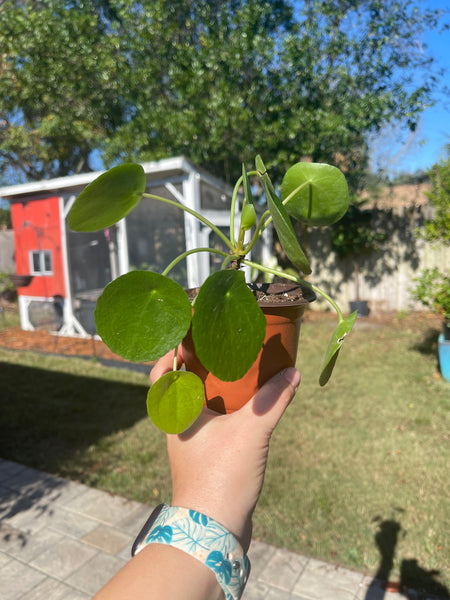 Pilea Peperomiodes -Chinese Money Plant