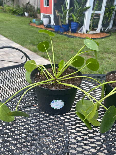 Pilea Peperomiodes -Chinese Money Plant