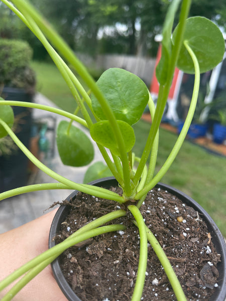 Pilea Peperomiodes -Chinese Money Plant