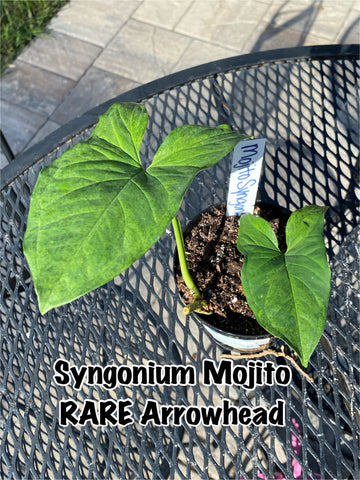 Syngonium Mojito