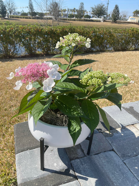 Exterior Planters Design with Advice Consultation