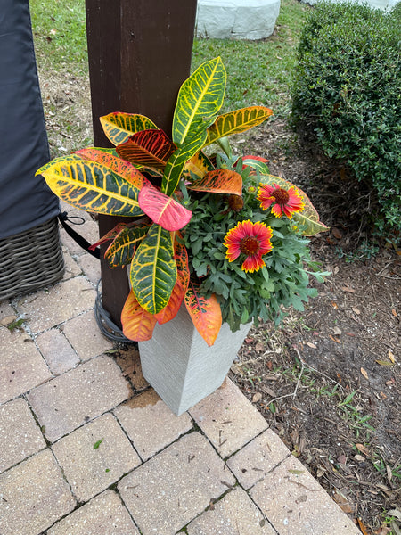 Exterior Planters Design with Advice Consultation