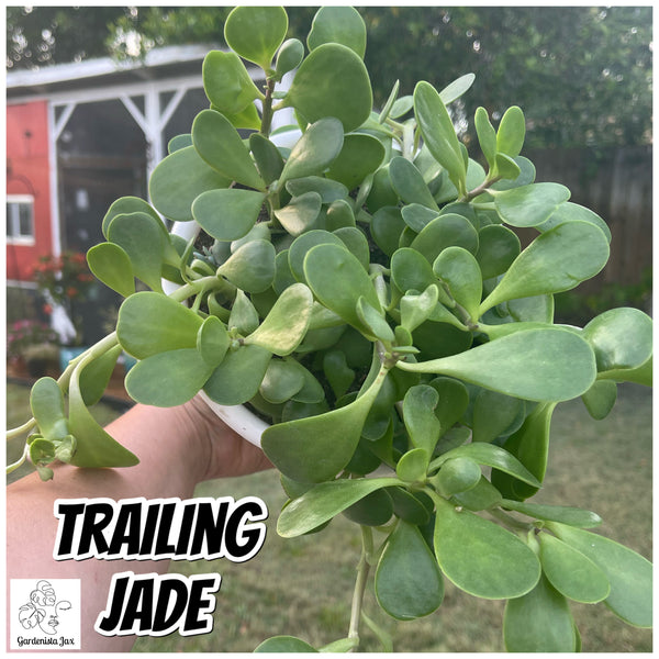 Trailing Jade Succulent