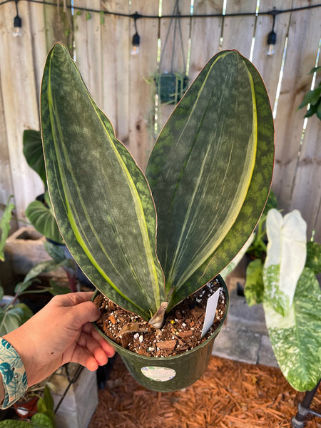 Variegated Whale Fin Sansevieria Snake Plant