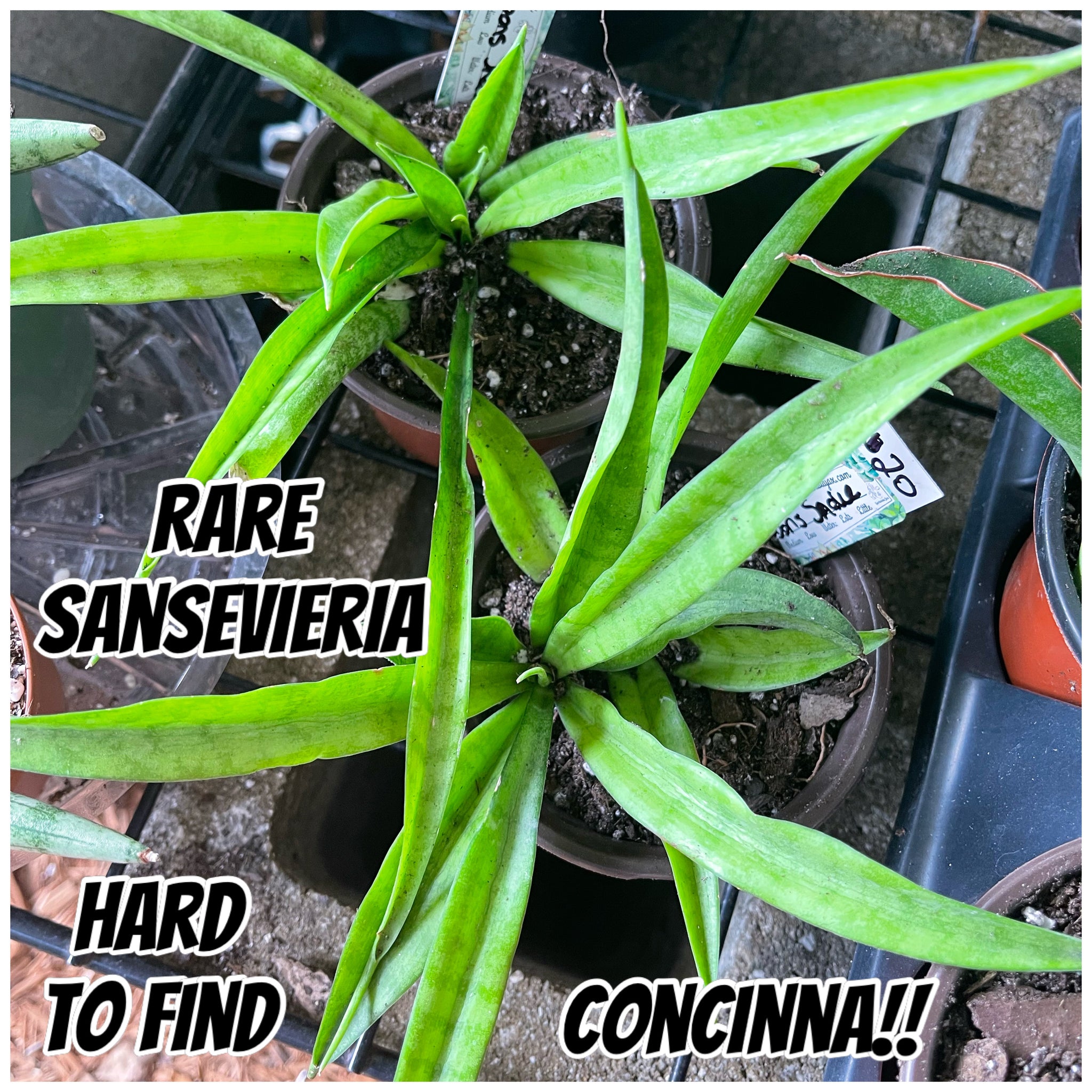 Sansevieria Concinna-rare