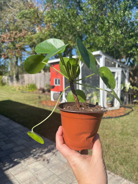 Pilea Peperomiodes -Chinese Money Plant