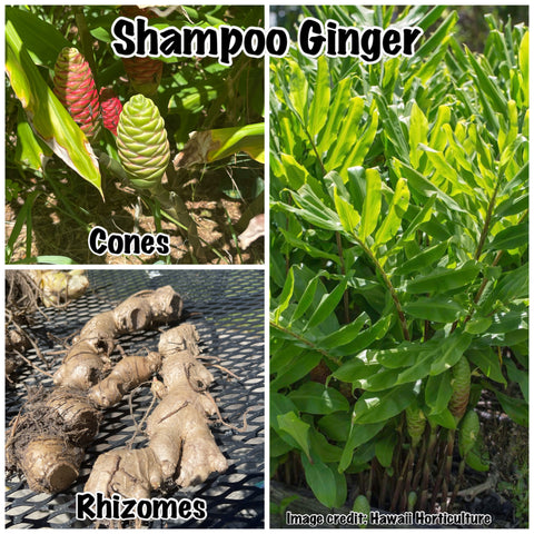 Shampoo Ginger