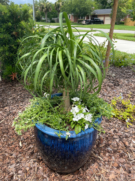 Exterior Planters Design with Advice Consultation
