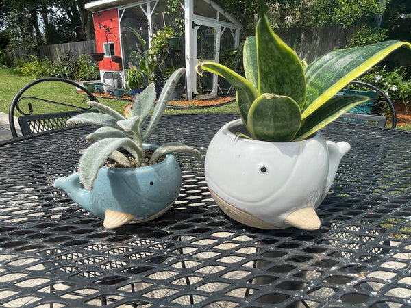 Blue whale planter