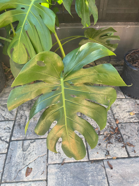 Monstera Deliciosa *Local pick-up Only*