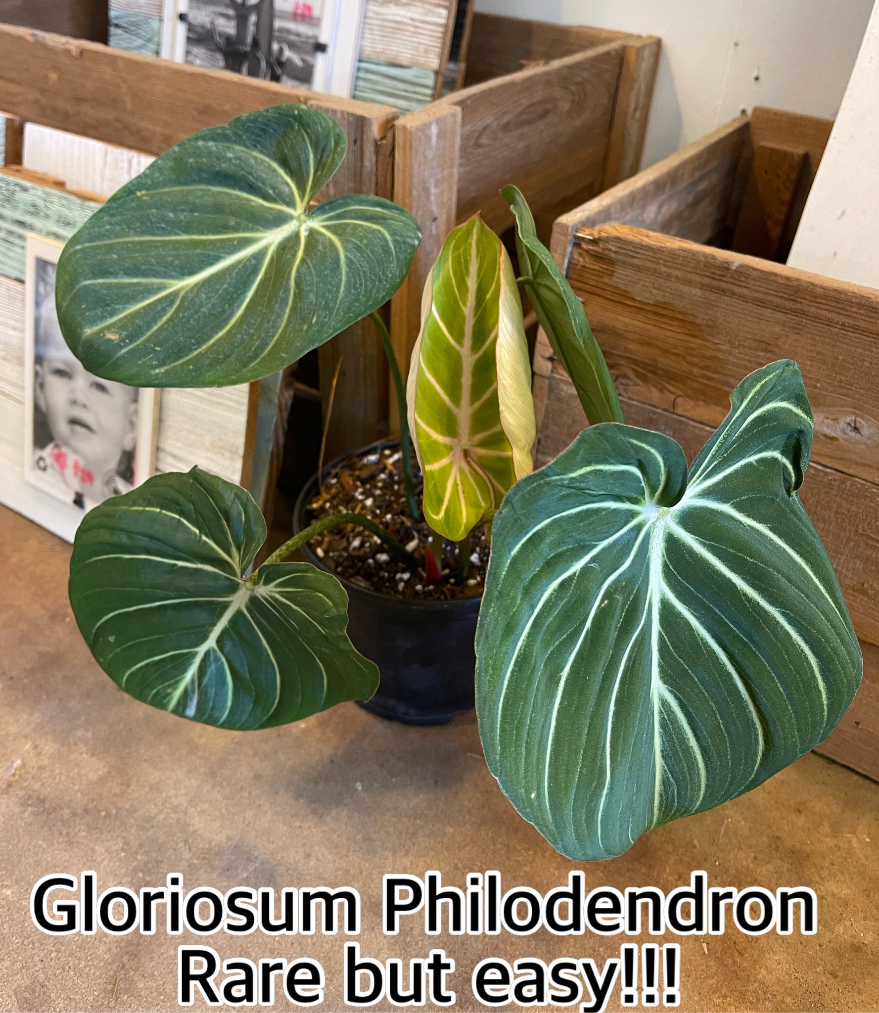 Philodendron -Gloriosum -rare