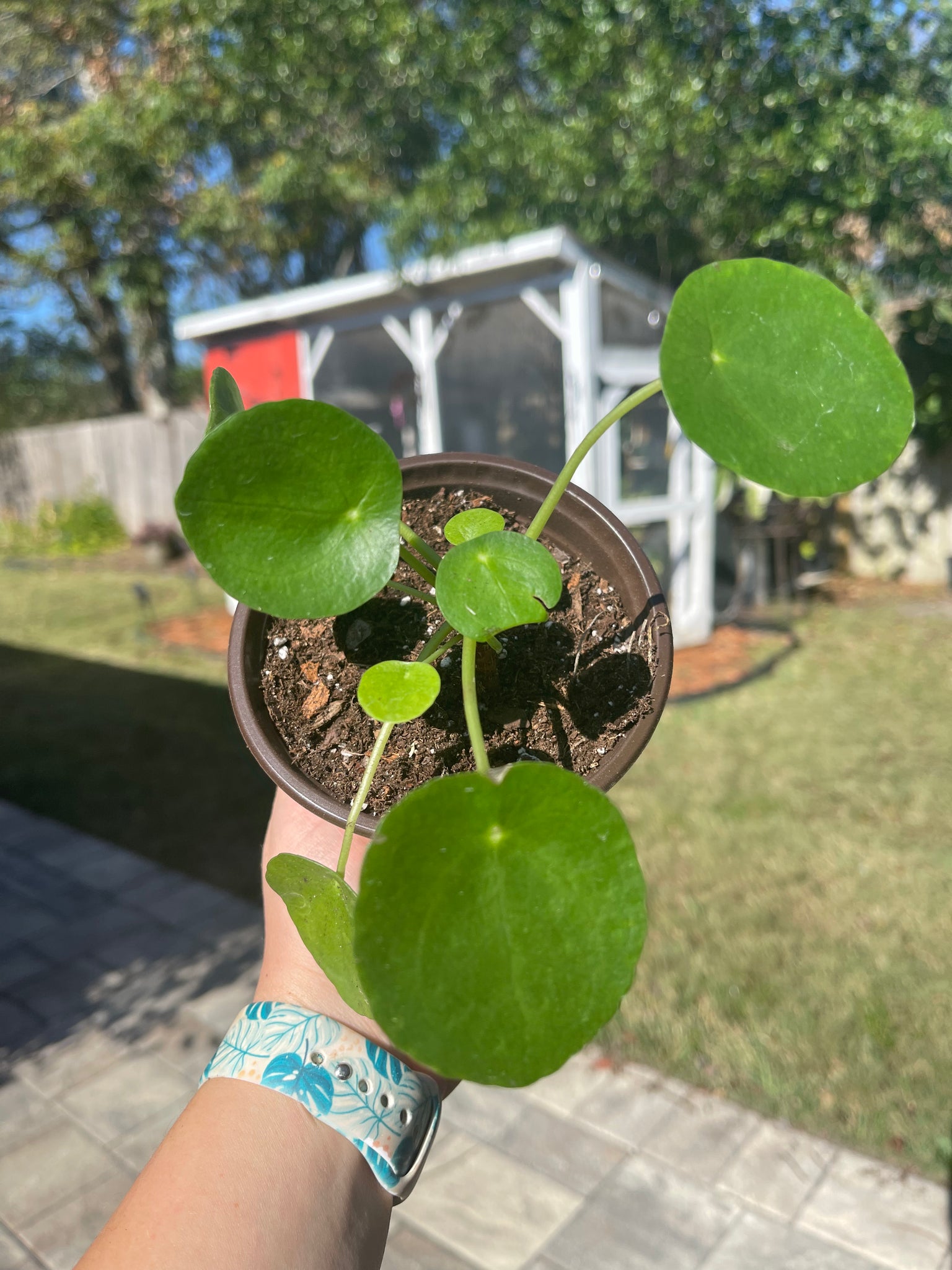 Pilea Peperomiodes -Chinese Money Plant