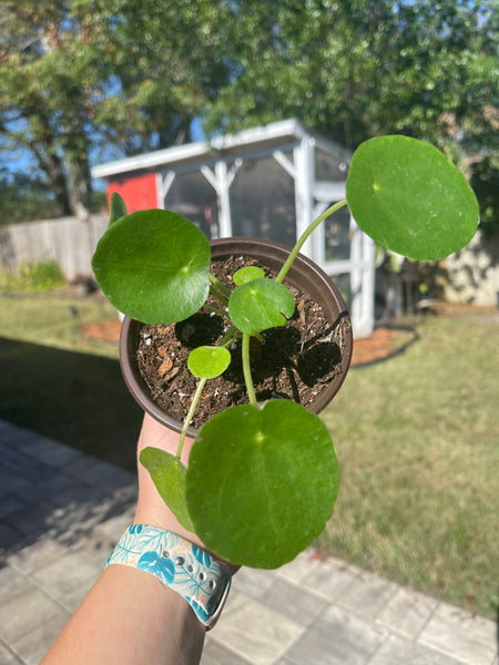 Pilea Peperomiodes -Chinese Money Plant