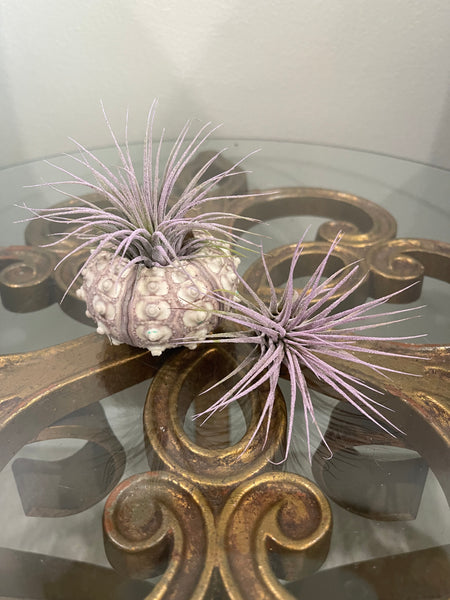 Lilac Airplant