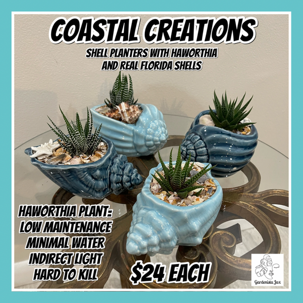 Coastal Creations-Shells and Haworthia