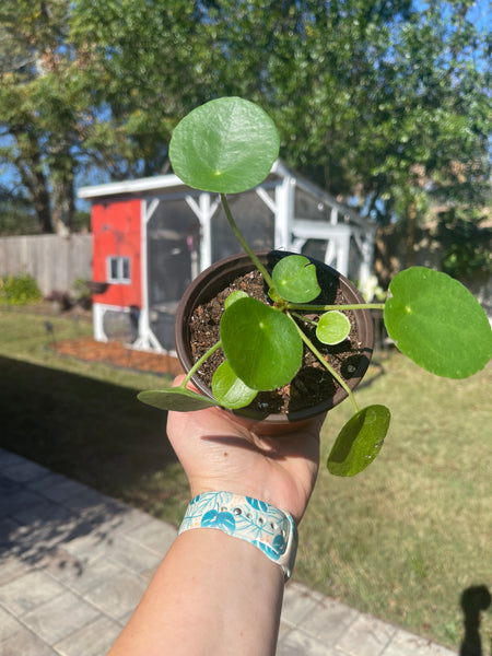 Pilea Peperomiodes -Chinese Money Plant