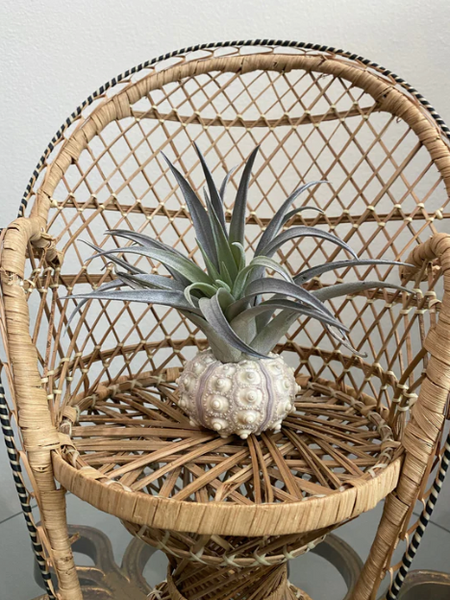 Sea Urchin with Airplant