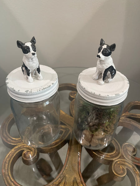 Boston Terrier Mason Jar or Airplant Terrarium