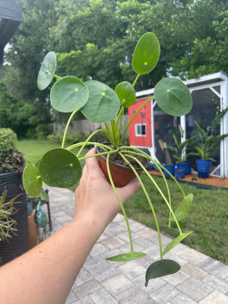 Pilea Peperomiodes -Chinese Money Plant