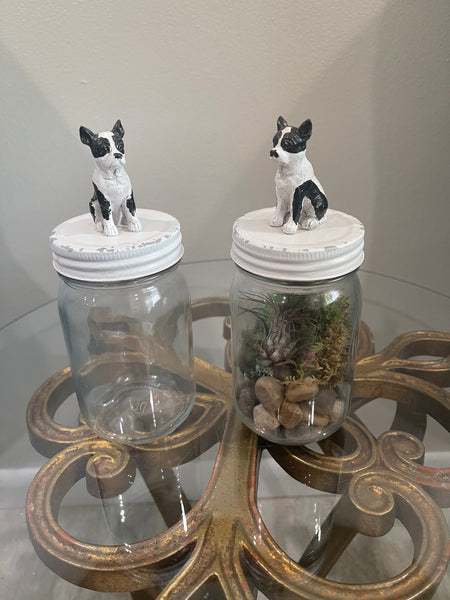 Boston Terrier Mason Jar or Airplant Terrarium