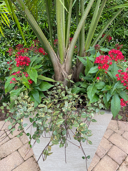 Exterior Planters Design with Advice Consultation