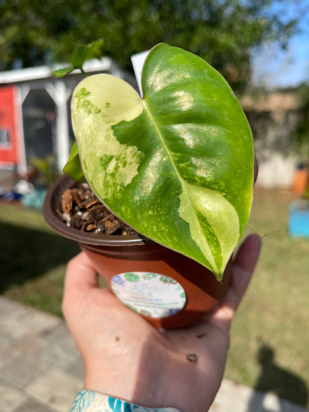 Variegated Burl Marx Philodendron