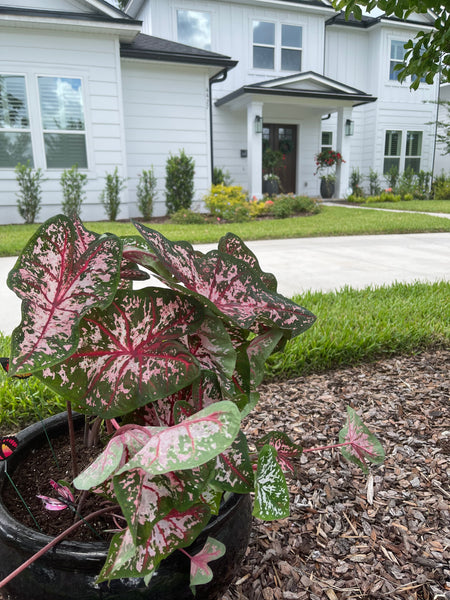 Exterior Planters Design with Advice Consultation