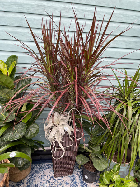 Exterior Planters Design with Advice Consultation