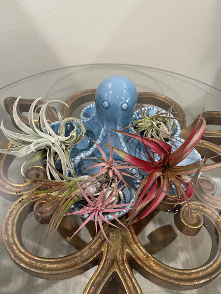 Octopus Air Plant Tray