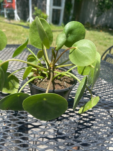 Pilea Peperomiodes -Chinese Money Plant