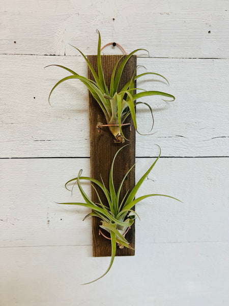 Airplant Wooden Displays-Hanging Double-customizable