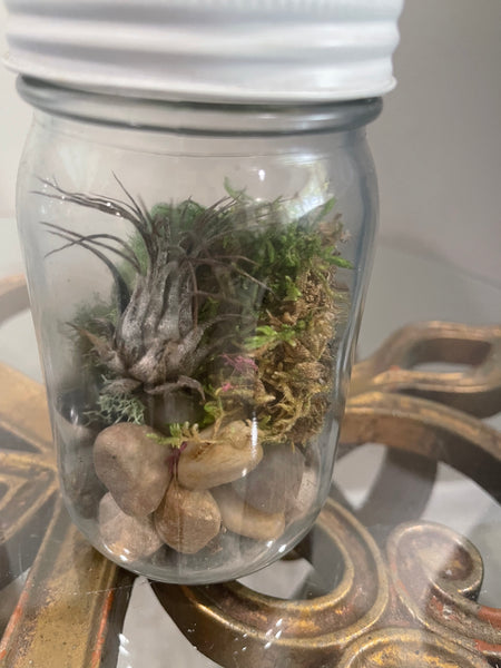 Boston Terrier Mason Jar or Airplant Terrarium