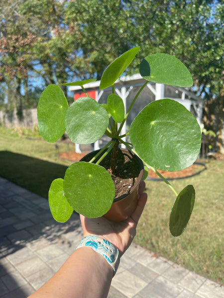 Pilea Peperomiodes -Chinese Money Plant