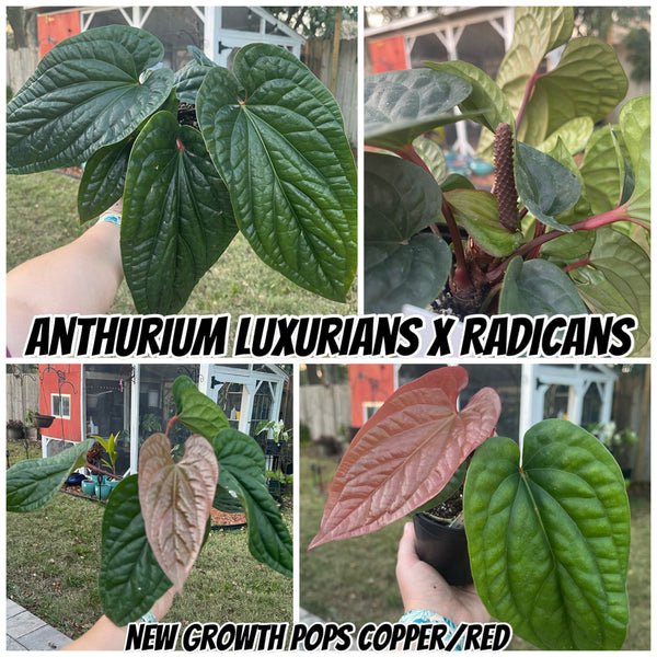 Anthurium Radicans X Luxurians-Rare