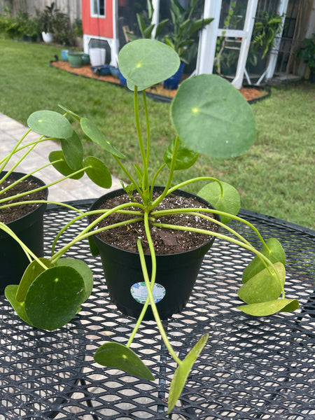 Pilea Peperomiodes -Chinese Money Plant