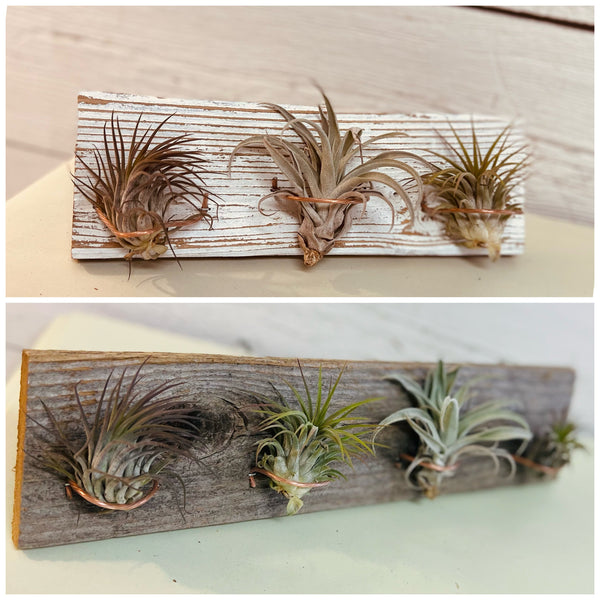 Airplant Wooden Displays-Hanging Double-customizable