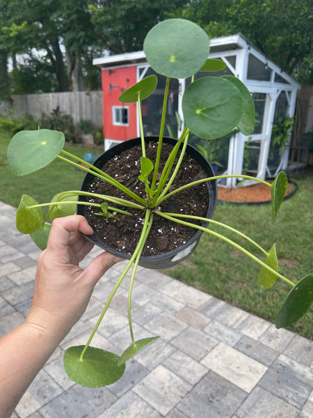 Pilea Peperomiodes -Chinese Money Plant