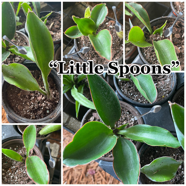 Sansevieria Concinna Dwarf aka Little Spoons Snake Plant