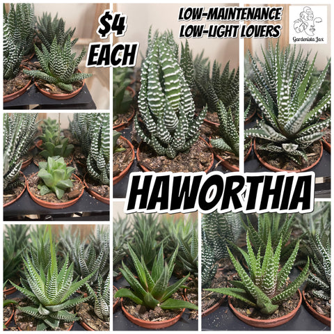 Haworthia Succulents
