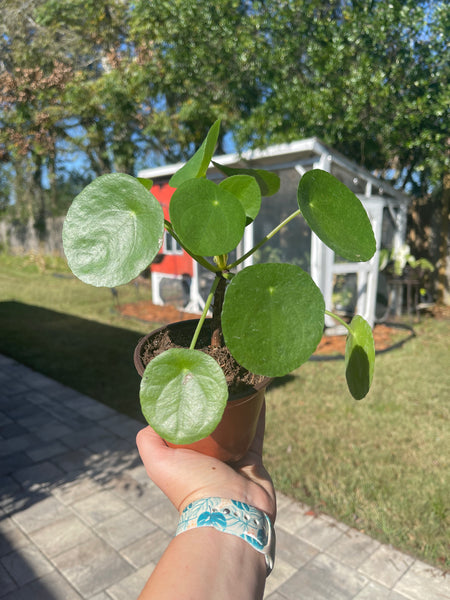 Pilea Peperomiodes -Chinese Money Plant