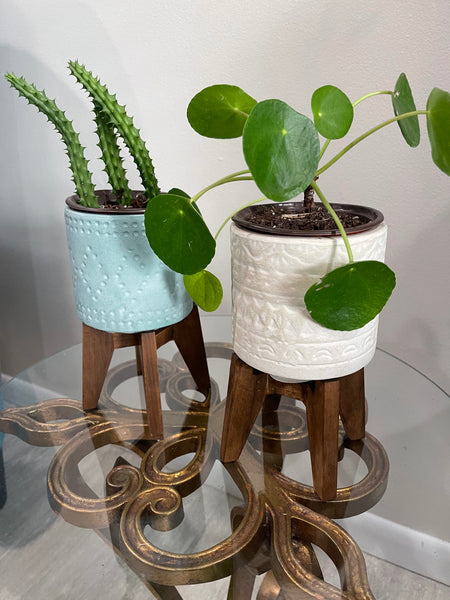 Pilea Peperomiodes -Chinese Money Plant