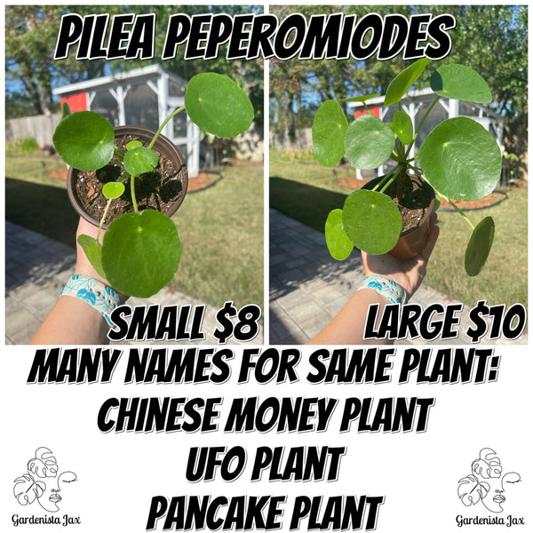 Pilea Peperomiodes -Chinese Money Plant