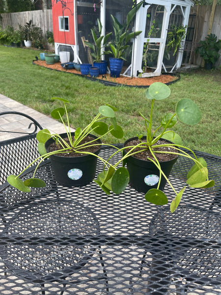 Pilea Peperomiodes -Chinese Money Plant